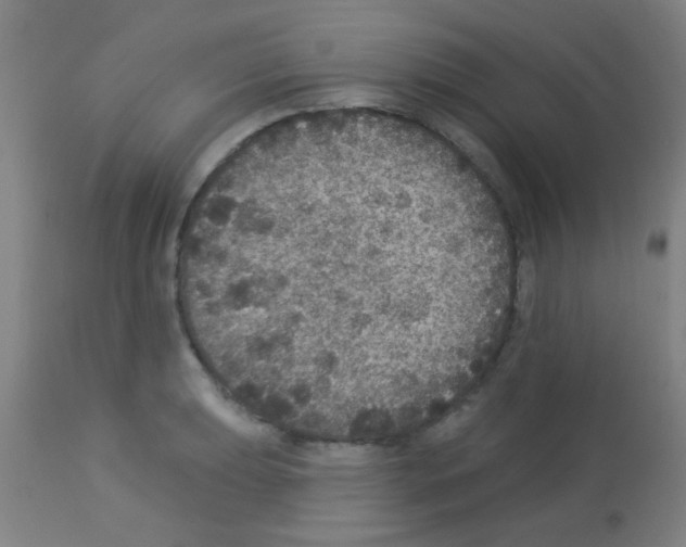 X0000113181039200910161327