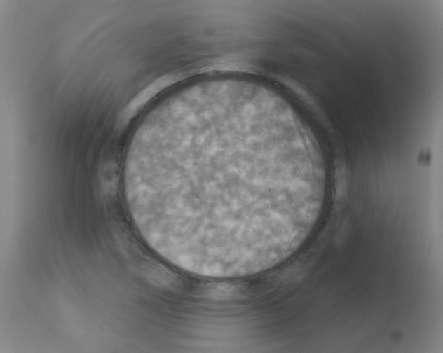 X0000113181266200910161323
