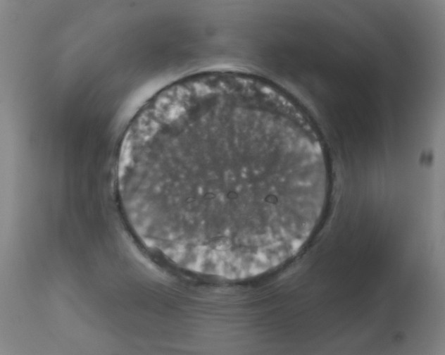 X0000113181367200910161321