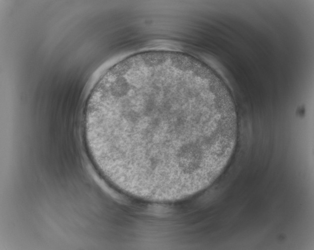 X0000113181379200910161321