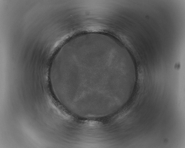 X0000113200539200910011258