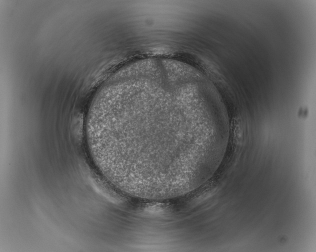 X0000113200550200910011258