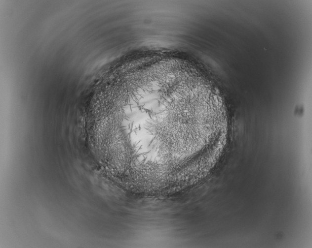 X0000113200917200910011252