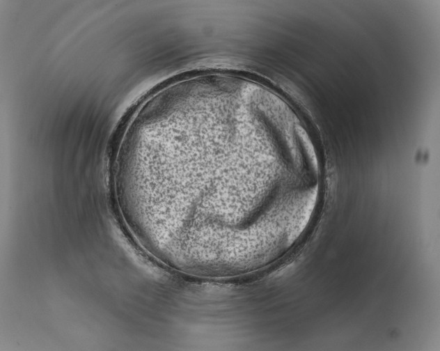 X0000113200981200910011252