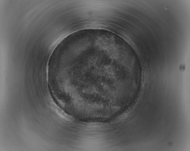 X0000113200988200910011252