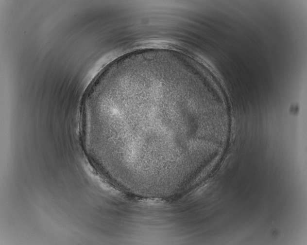 X0000113200994200910011251