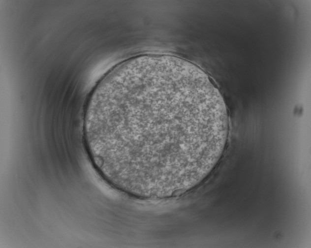 X0000113200005200910081303