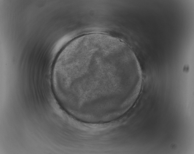 X0000113200006200910081303