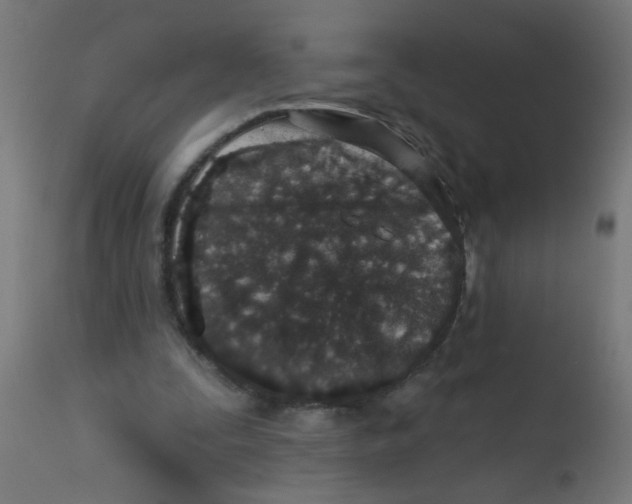 X0000113200295200910081259