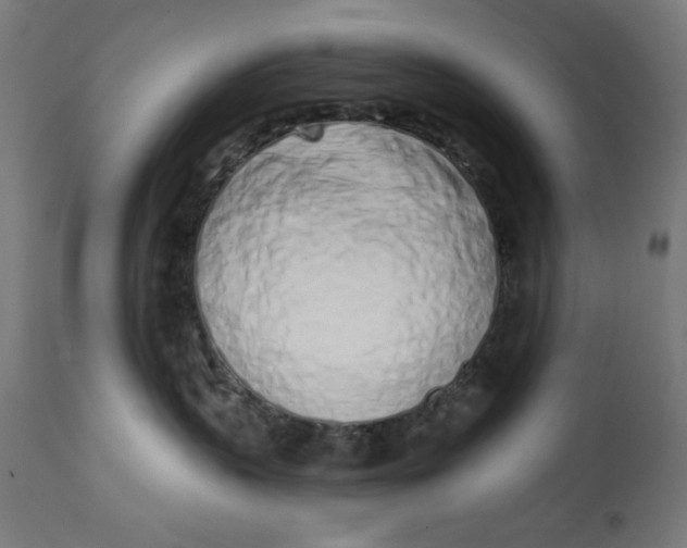 X0000113200383200910081258