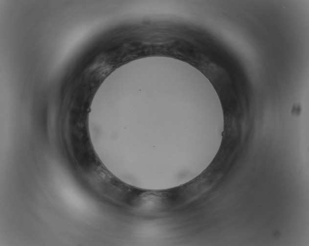 X0000113200526200910081255