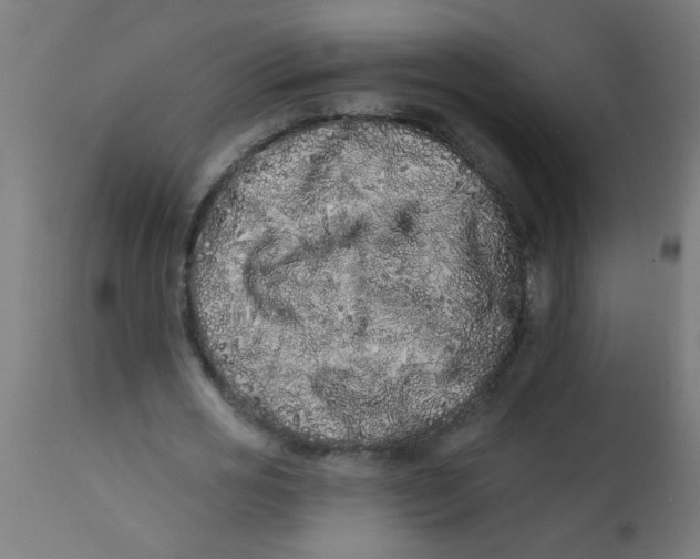 X0000113200725200910081251