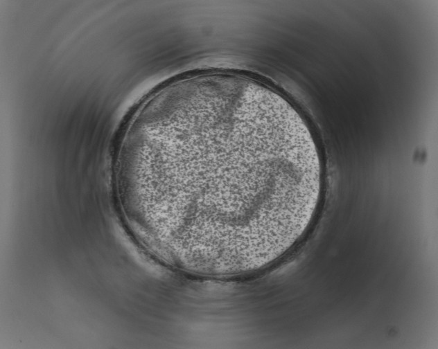 X0000113200981200910081247
