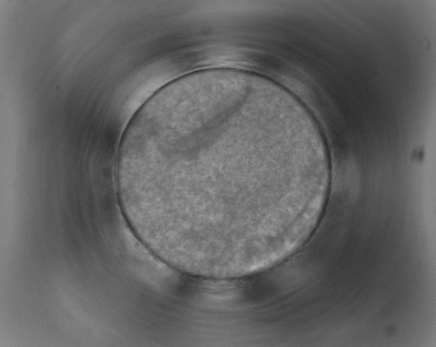 X0000113201338200910081242