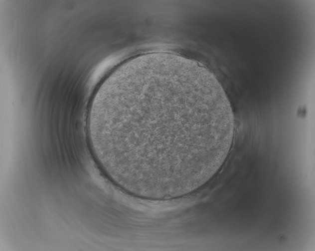 X0000113200006200910221050