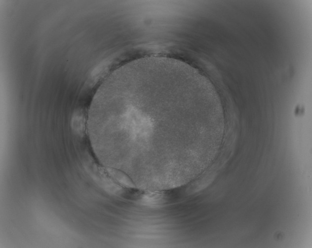 X0000113200720200910221040