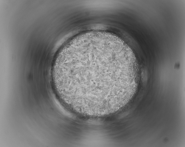 X0000113200725200910221039