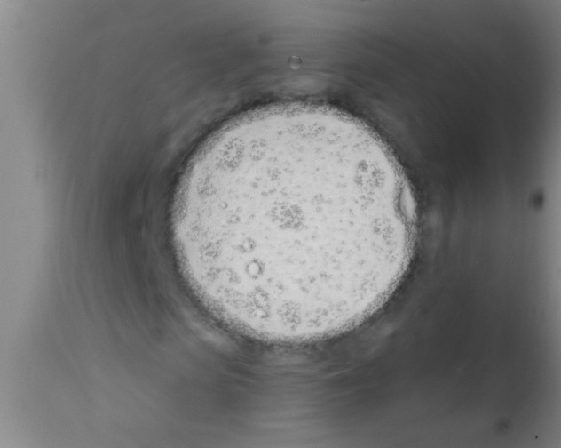 X0000113200913200910221036