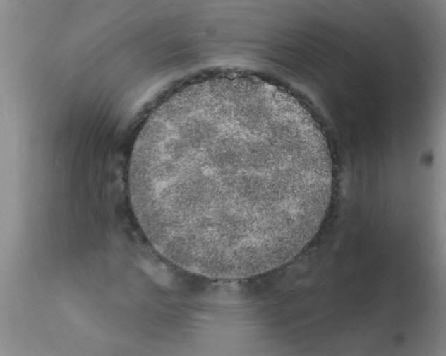 X0000113200968200910221036