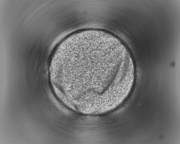 X0000113200981200910221036