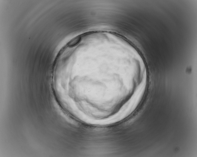 X0000113200989200910221036