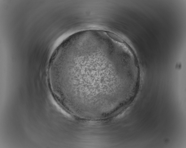 X0000113211381200910081306