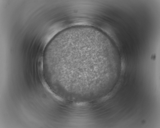 X0000113211274200910221054