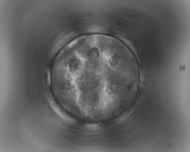 X0000113220061200910011355