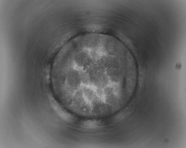X0000113220065200910011355