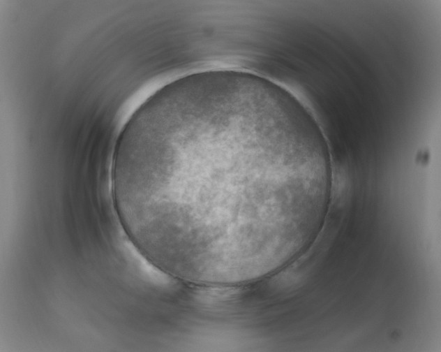 X0000113221294200910011335