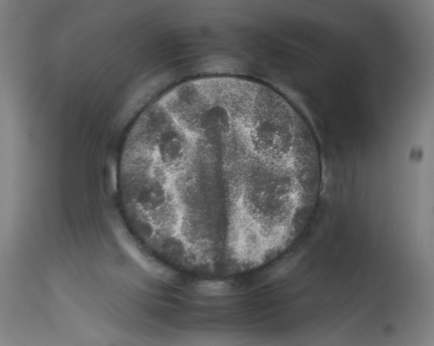 X0000113220061200910081351
