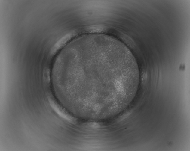 X0000113220254200910081348