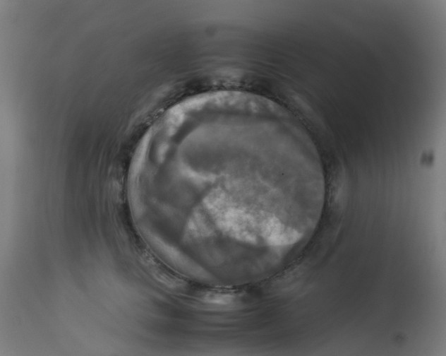 X0000113220661200910081342