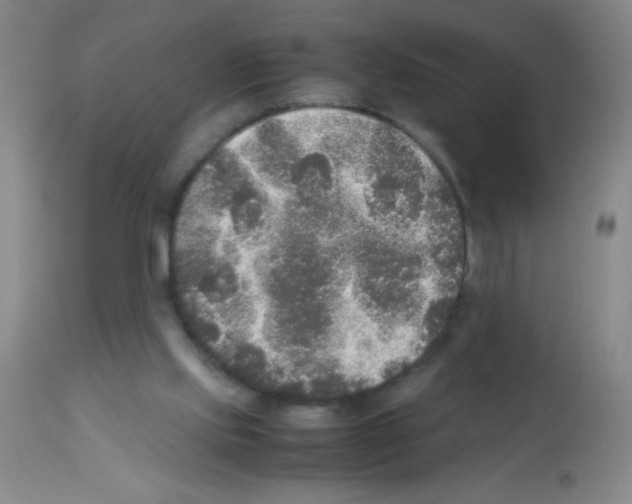 X0000113220061200910221133