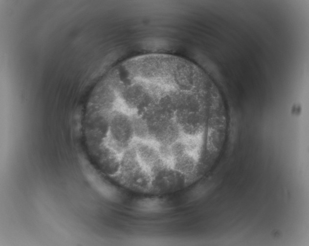 X0000113220065200910221134