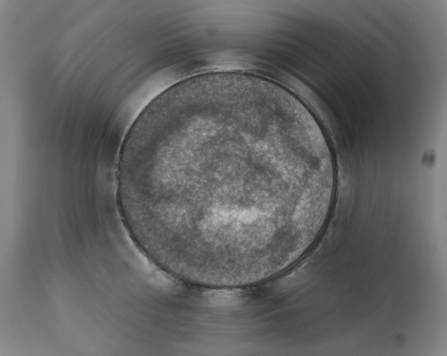 X0000113230810200909241521