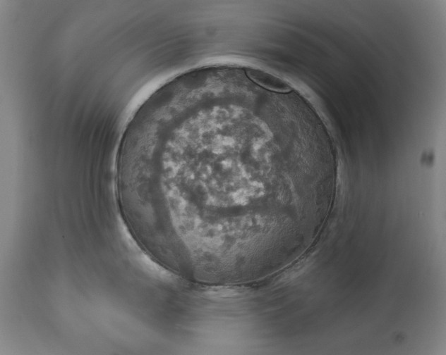 X0000113231199200909241515