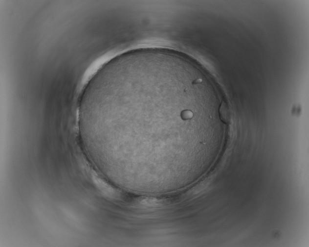 X0000113231366200909241513