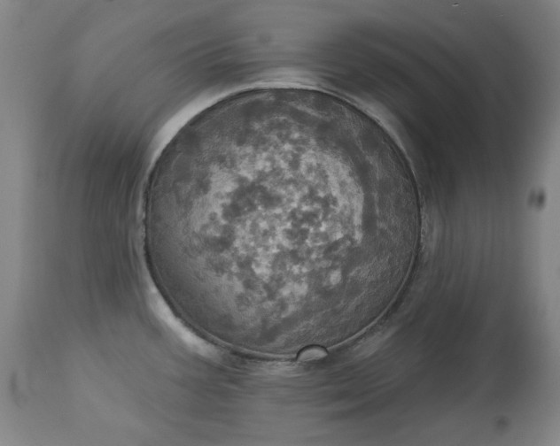 X0000113231387200909241513