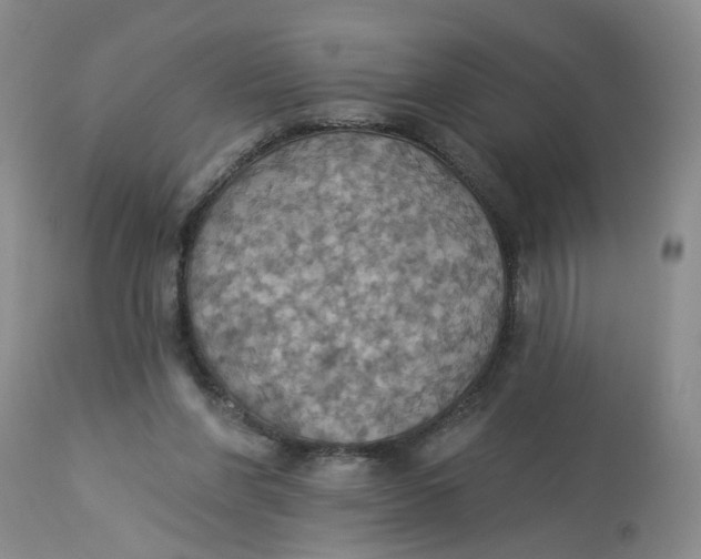 X0000113230206200910011417