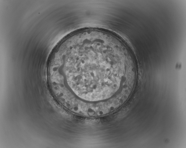 X0000113230887200910011406