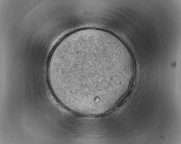 X0000113230896200910011406