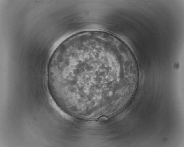 X0000113231387200910011359