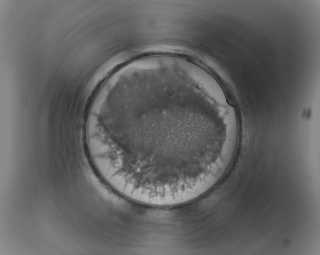 X0000113231237200910081358