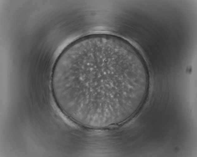 X0000113231333200910081356