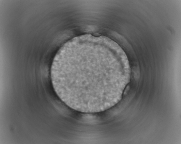 X0000113230380200910221044