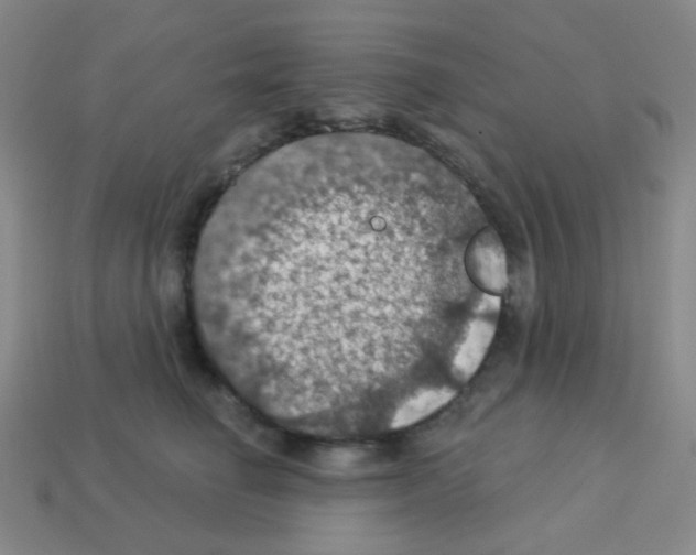 X0000113230662200910221040