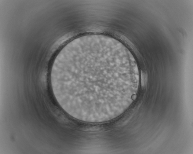 X0000113230675200910221040