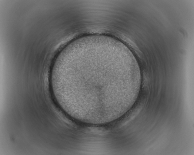 X0000113230681200910221040