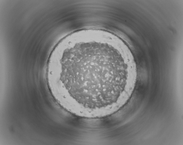 X0000113230856200910221038